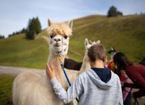 Alpakas beim Rigi